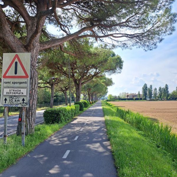 Herausragende Zweige auf 10 km - geben einen schönen Schatten