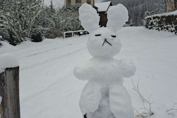 Der Schneehase