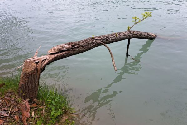 Ein Baum gibt nie auf...